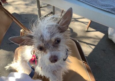 a little dog who got a bath at our shower the homeless event